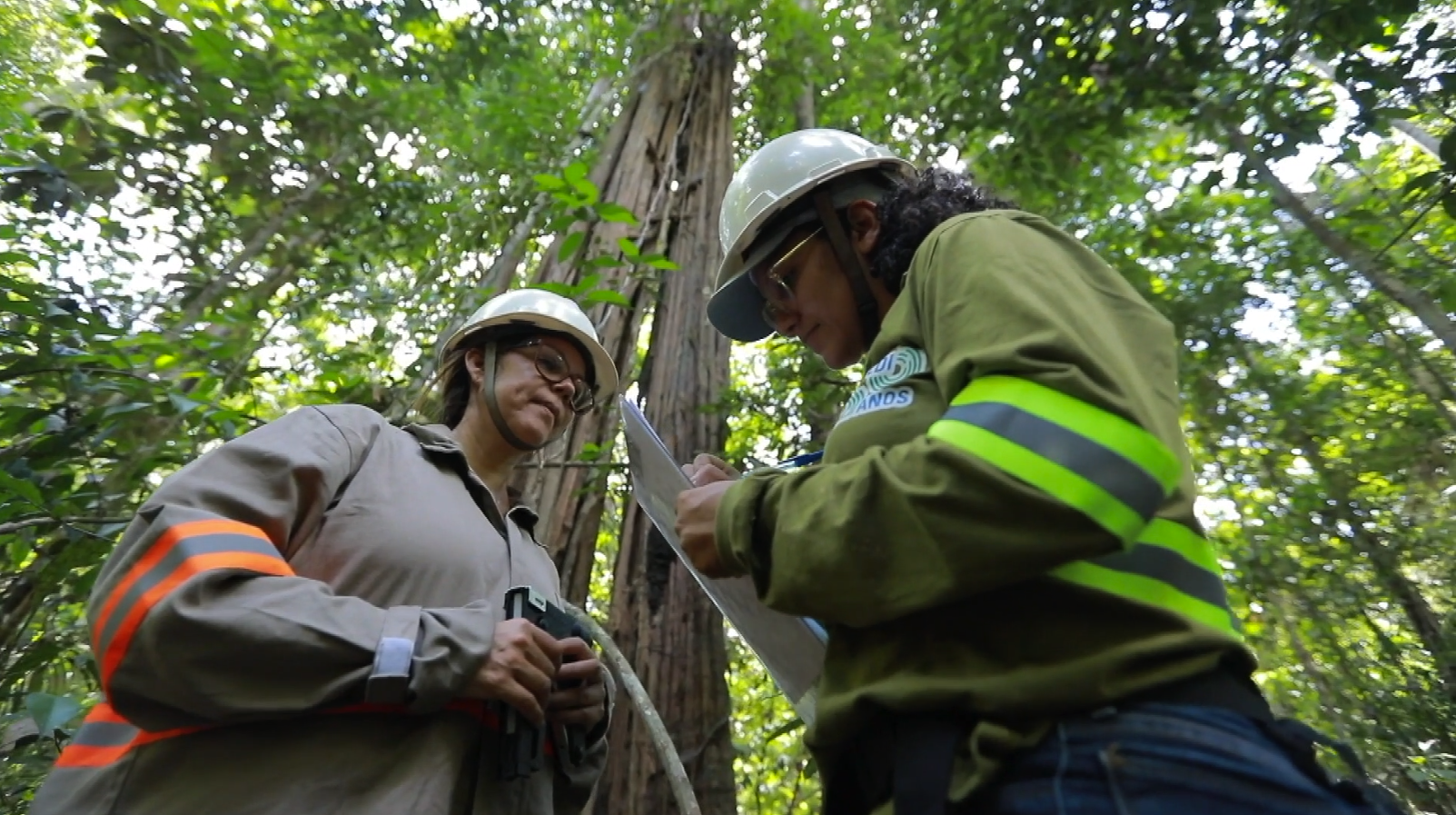 Dossel da floresta amazônica oriental ao amanhecer com estação de pesquisa
